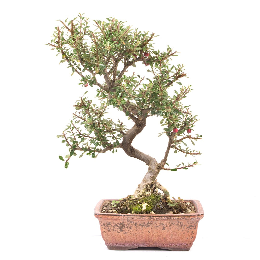 Fächer- Zwergmispel 'Cotoneaster horizontalis'